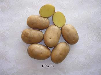 Картофель скарб купить. Белорусский сорт картофеля скарб. Сорт картофеля скарб семенная. Скарб элита картофель семенной. Сорт картофеля Наяда.